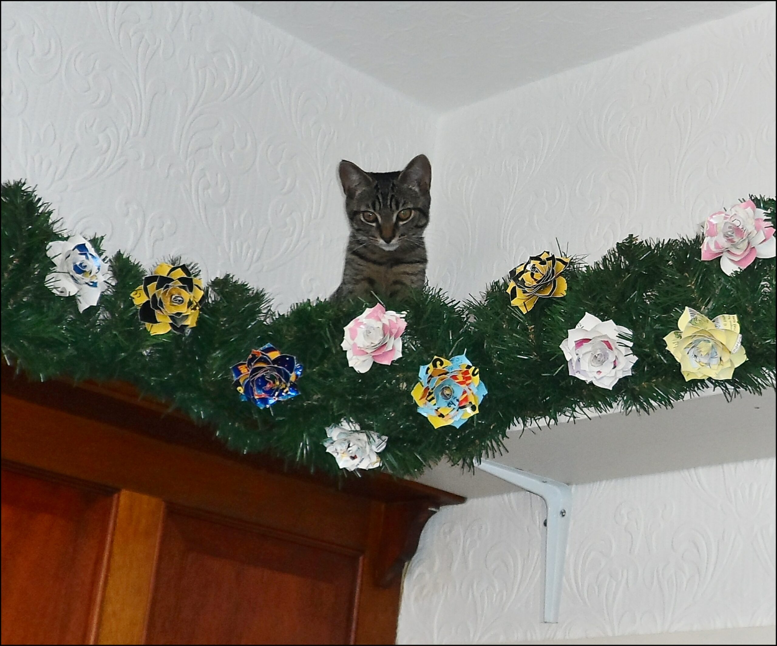 How to Create a Cat Highway 🐈🐈🐈 nerdyKat